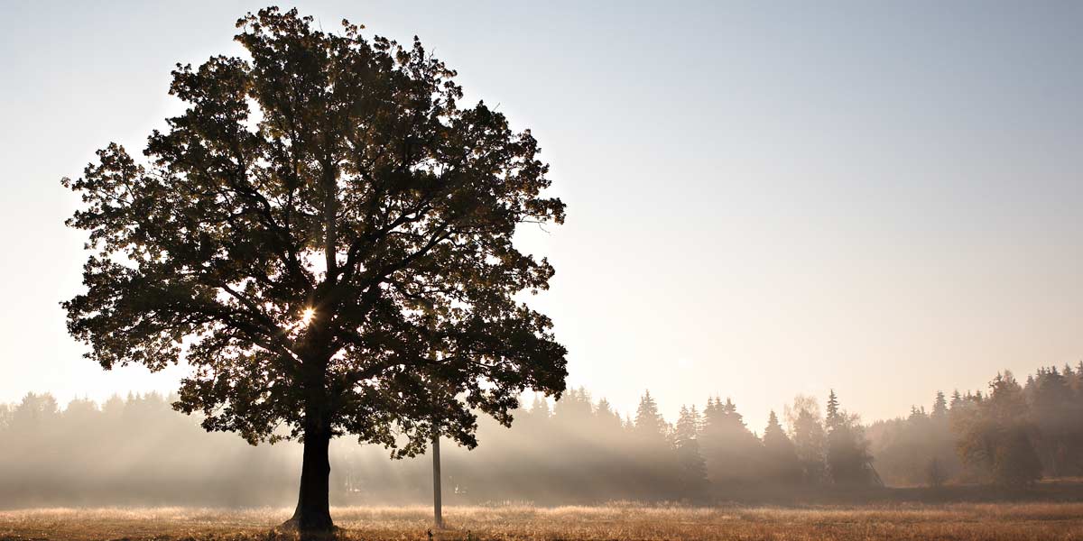 ecommerce categories